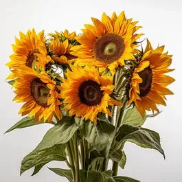 Sunflower Subscription 6 Bouquets